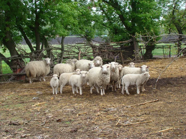 羊 — ストック写真