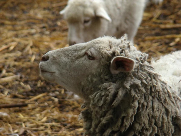 Sheep — Stock Photo, Image