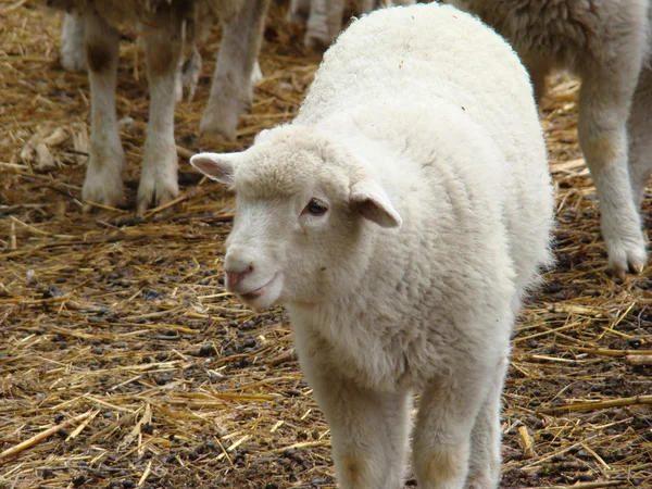 Schapen — Stockfoto