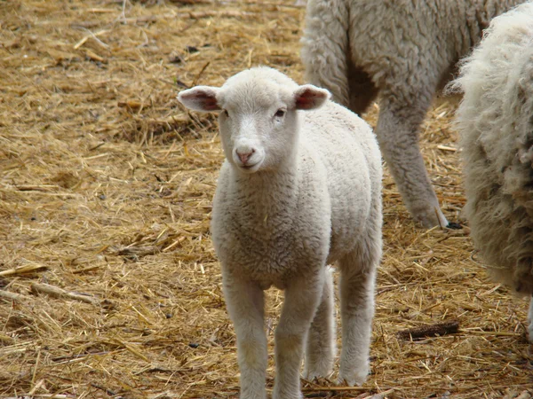 Schapen — Stockfoto