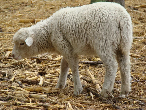 Schapen — Stockfoto