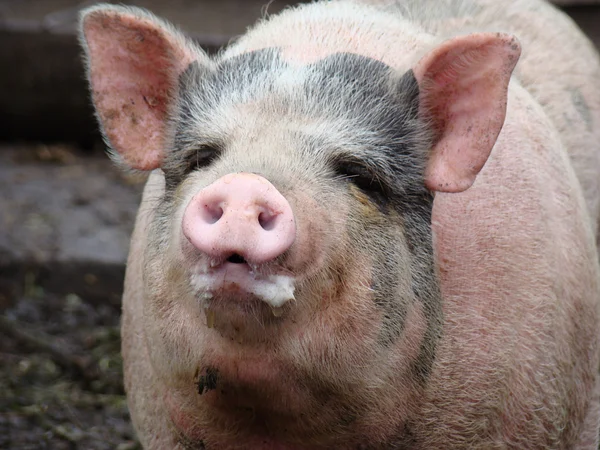 Maiale dietro la recinzione in cerca di cibo vista dalla fattoria suina — Foto Stock