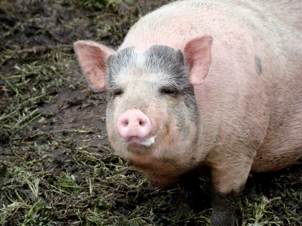 돼지 농장에서 음식 보기 찾고 울타리 뒤에 돼지 — 스톡 사진