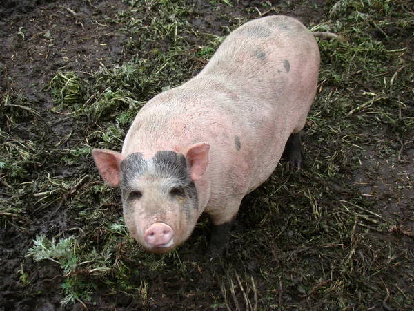 Cerdo detrás de la valla en busca de comida vista de la granja de cerdos —  Fotos de Stock
