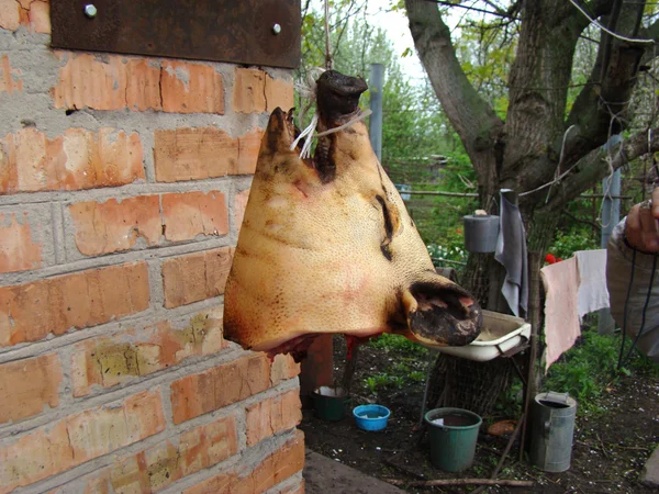 Schweinekopf — Stockfoto