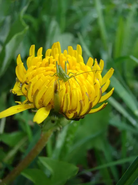 Campo Dente Leão Medicinal Amarelo Qual Senta Pequeno Grilo — Fotografia de Stock