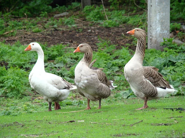 Gänse — Stockfoto