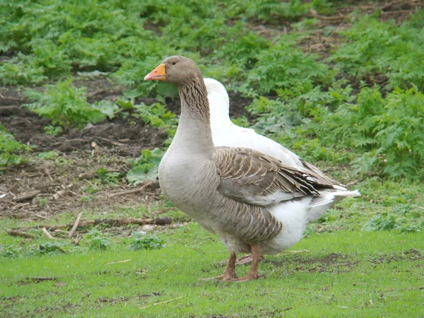 Gänse — Stockfoto