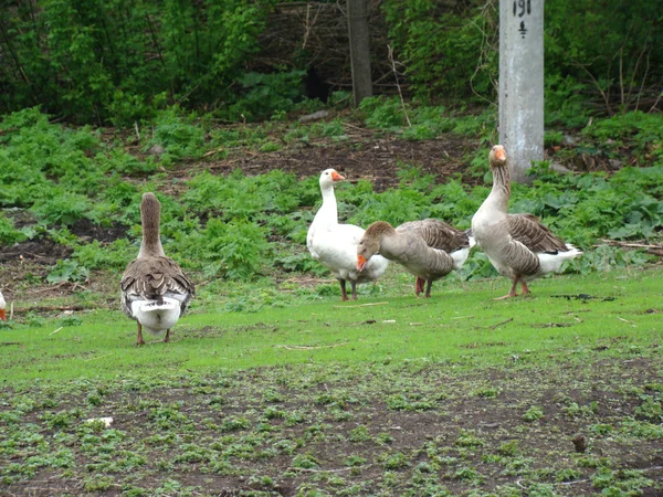 Gänse — Stockfoto