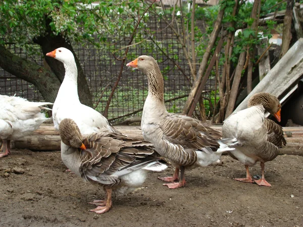 Gänse — Stockfoto