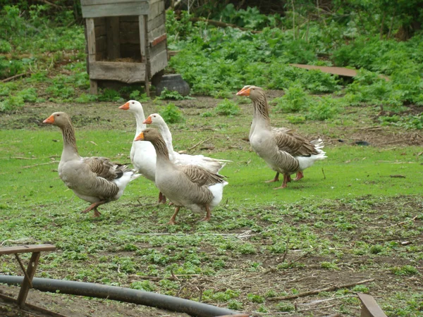 Geese — Stock Photo, Image