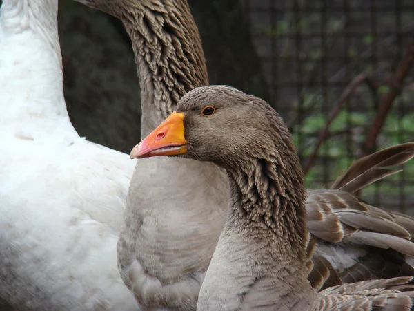 Gänse — Stockfoto