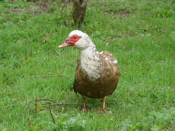 Muscovy duck — Stock Photo, Image