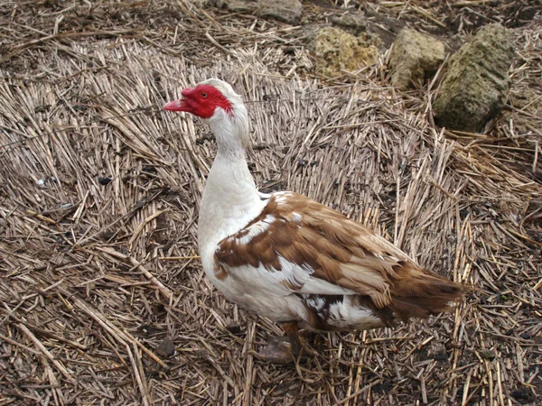 Muscovy duck — Stock Photo, Image