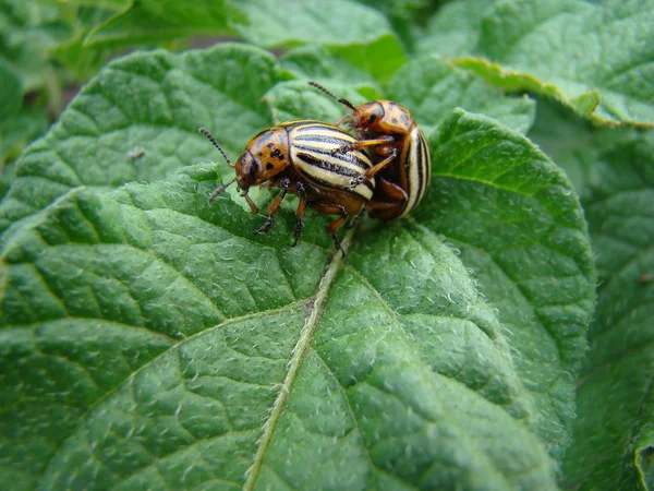 콜로라도 감자 딱정벌레 — 스톡 사진