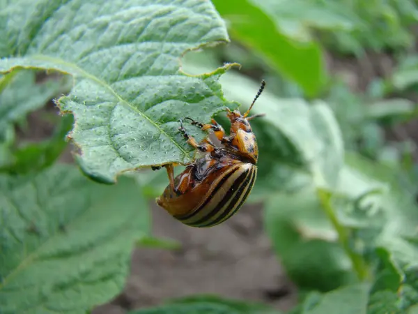 콜로라도 감자 딱정벌레 — 스톡 사진