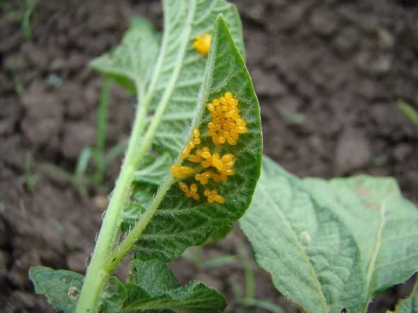 Clutches of eggs of the Colorado potato beetle — стоковое фото