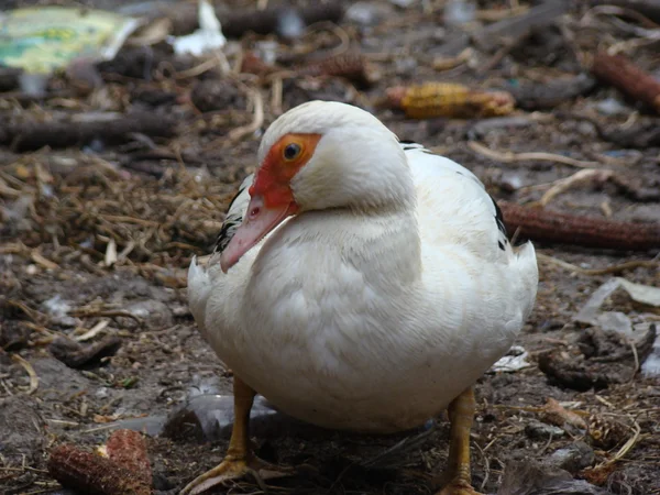 Barbarijse eenden — Stockfoto