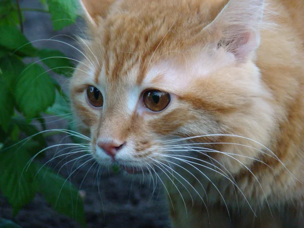 Gato rojo — Foto de Stock