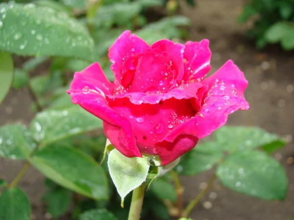 Rosa. — Fotografia de Stock