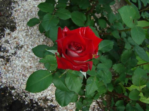 Rose ! — Photo