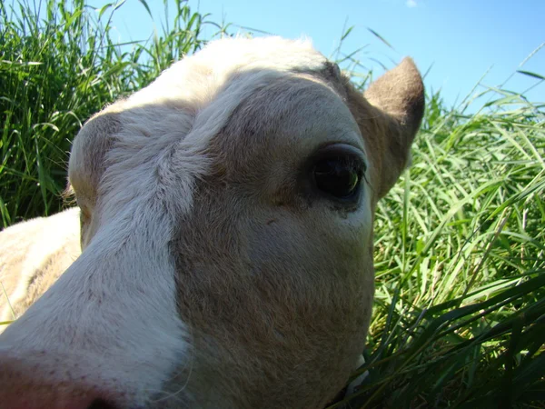 Calf — Stock Photo, Image