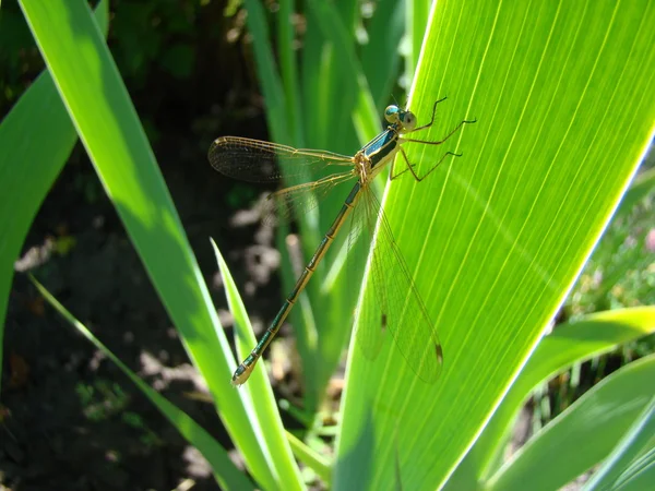 Libellula — Foto Stock