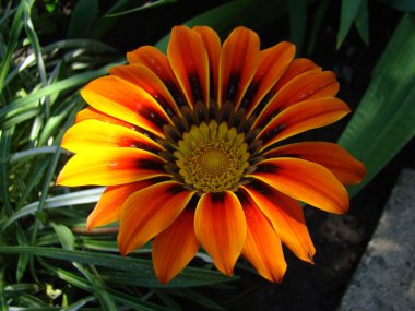 Gazania