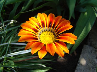 Gazania