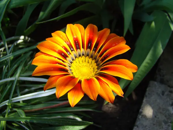 Gazania — Φωτογραφία Αρχείου