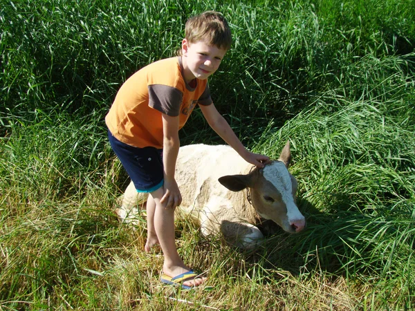 Bambino e il vitello — Foto Stock