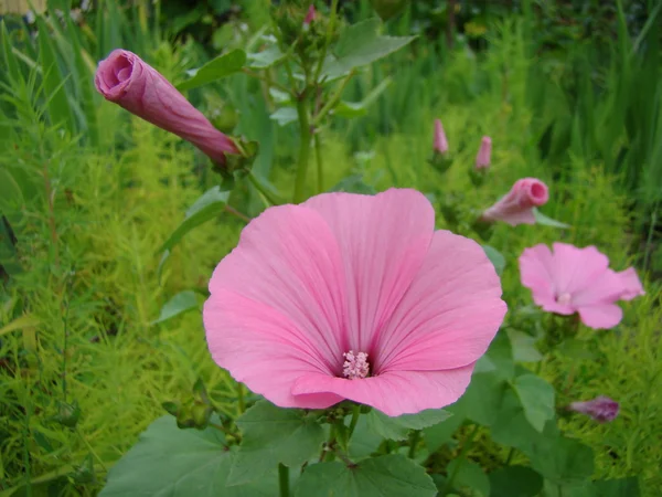 Lavatera Trois Mois Cultivé Partir Semences Par Plantation — Photo