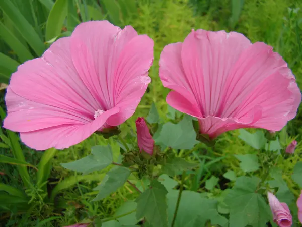 Lavatera Three Month Grown Seed Planting — Stock Photo, Image