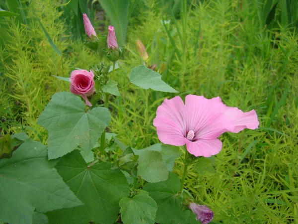 Lavatera Three Month Grown Seed Planting — Stock Photo, Image