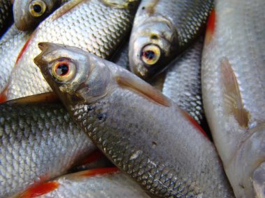 Roach sıradan, ray kanatlı fishes.unpeeled balık cinsi bir