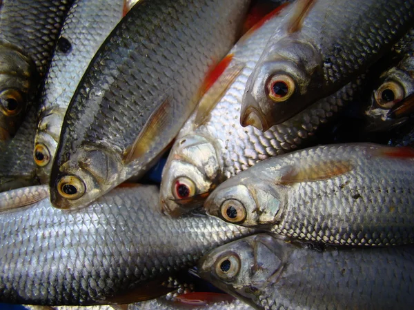 Fishes Unpeeled 물고기의 — 스톡 사진