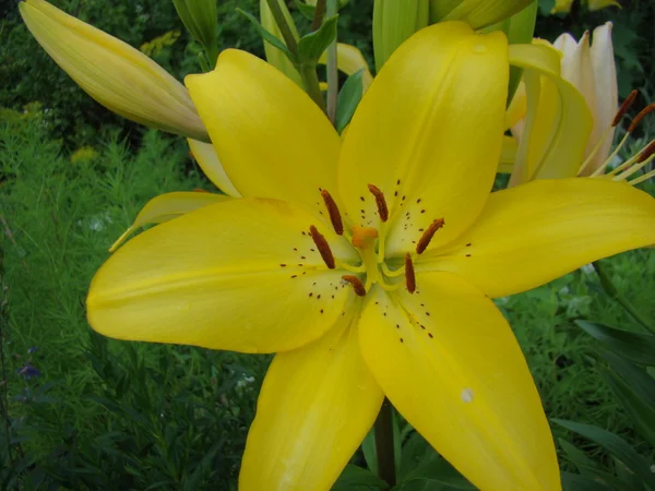 Lirio Amarillo Crece Naturaleza Florece Verano —  Fotos de Stock