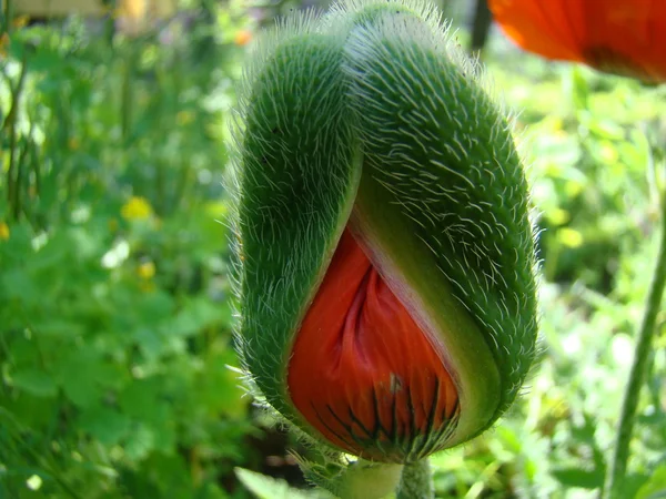 Bud Poppy Red Genere Piante Erbacee Della Famiglia Poppy — Foto Stock