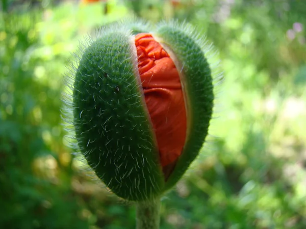 Bud Poppy Red Een Geslacht Van Kruidachtige Planten Uit Papaverfamilie — Stockfoto