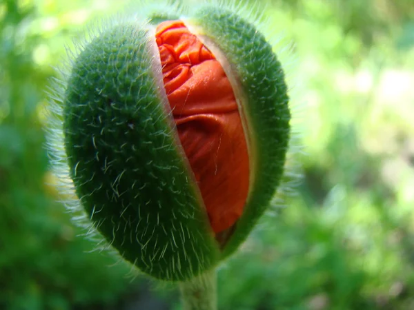 Bud Poppy Red Een Geslacht Van Kruidachtige Planten Uit Papaverfamilie — Stockfoto