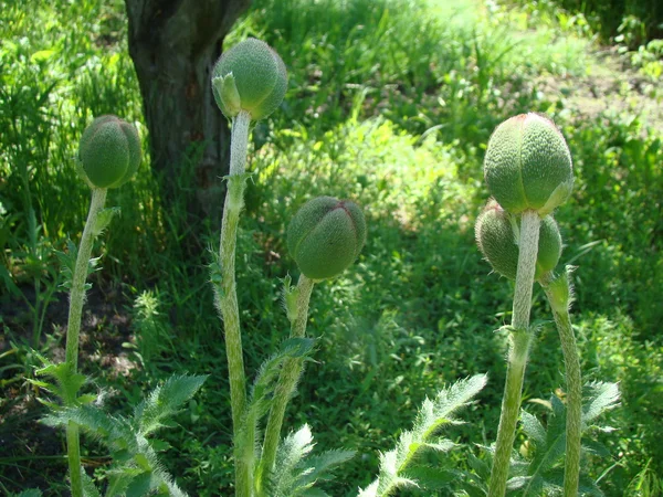 Bourgeon Coquelicot Rouge Genre Plantes Herbacées Famille Des Coquelicots — Photo