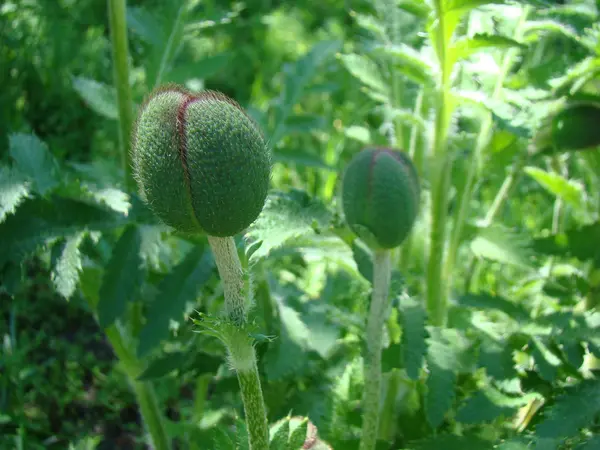 Bourgeon Coquelicot Rouge Genre Plantes Herbacées Famille Des Coquelicots — Photo