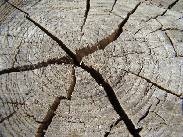 Las Grietas Tocón Madera Rota Los Anillos Anuales Del Árbol —  Fotos de Stock