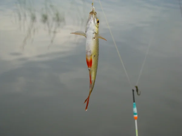 Peixes Capturados Rio Isca Paira Sobre Gancho Pesca — Fotografia de Stock