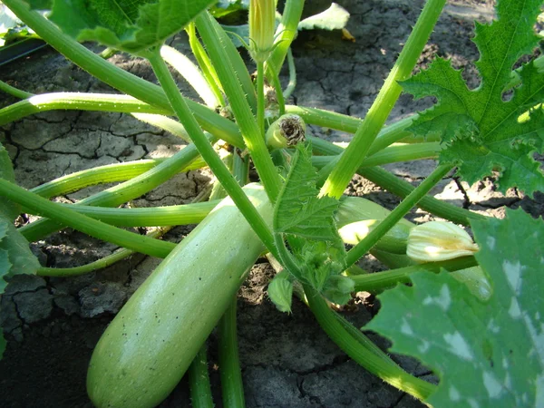 Zucchini Growing Garden Shrub Species Oblong Fruit — Stock Photo, Image