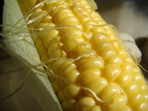 Corn Sugar Annual Herbaceous Crop Grain Crop — Stock Photo, Image