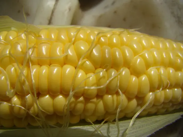 Corn Sugar Annual Herbaceous Crop Grain Crop — Stock Photo, Image