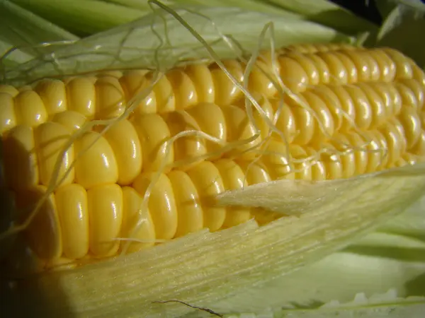 Maiszucker Ist Eine Jährliche Krautige Ernte Eine Getreideernte — Stockfoto