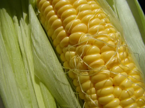Kukorica Cukor Egy Éves Lágyszárú Növény Gabona Termés — Stock Fotó