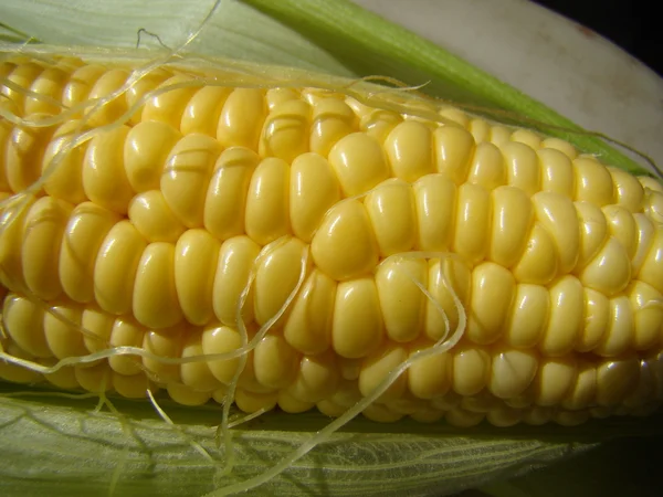 Corn Sugar Annual Herbaceous Crop Grain Crop — Stock Photo, Image